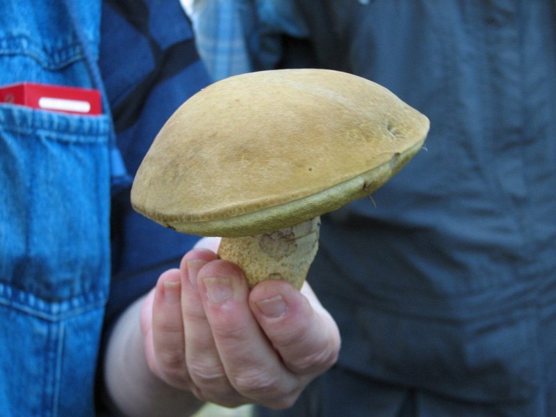 Leccinum crocipodium